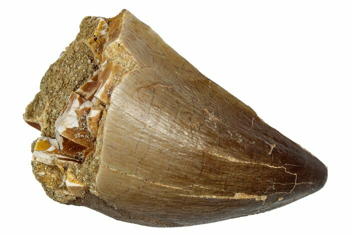 Fossil Mosasaur (Thalassotitan) Tooth - Morocco #345158
